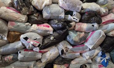 wiosenna dostawa sortów